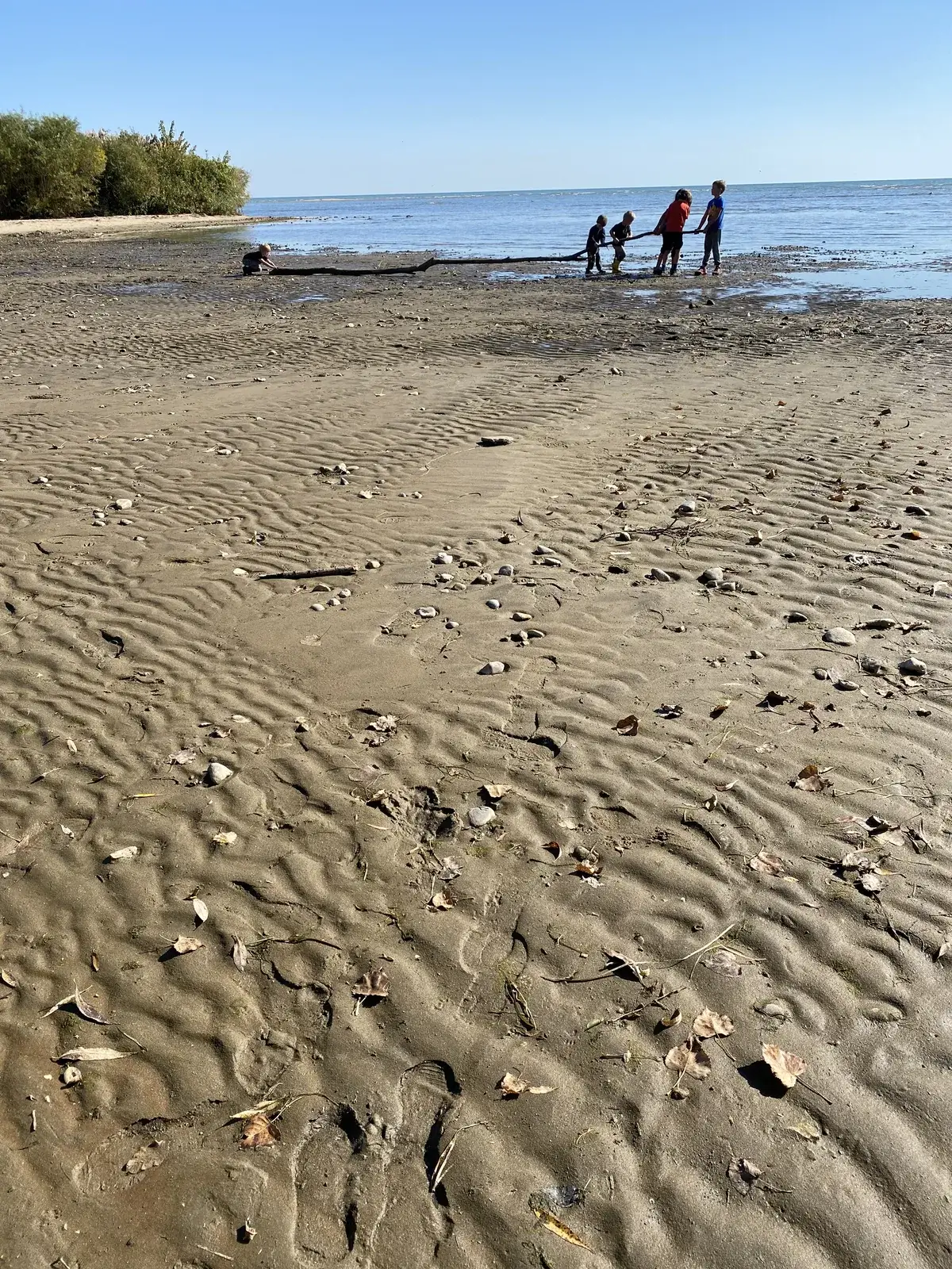 Students exploring a sandy beach at low tide