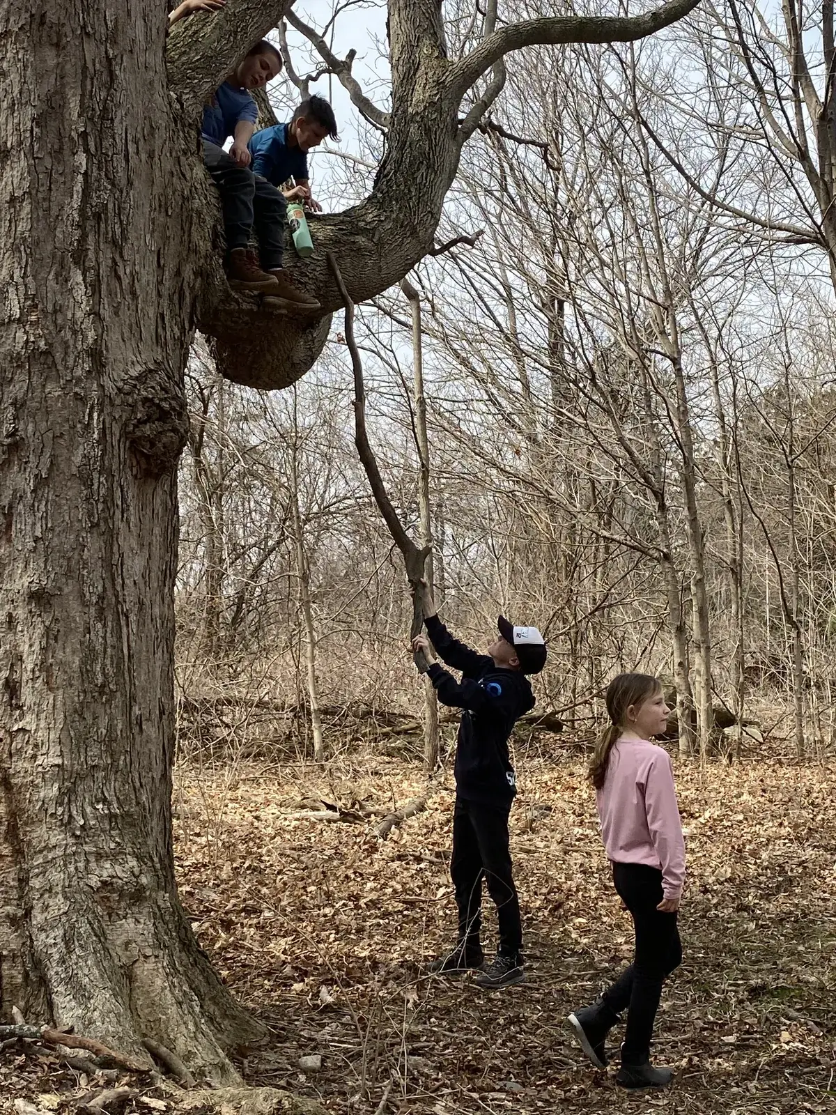 WONDERfield students climbing high into the branches of a big tree
