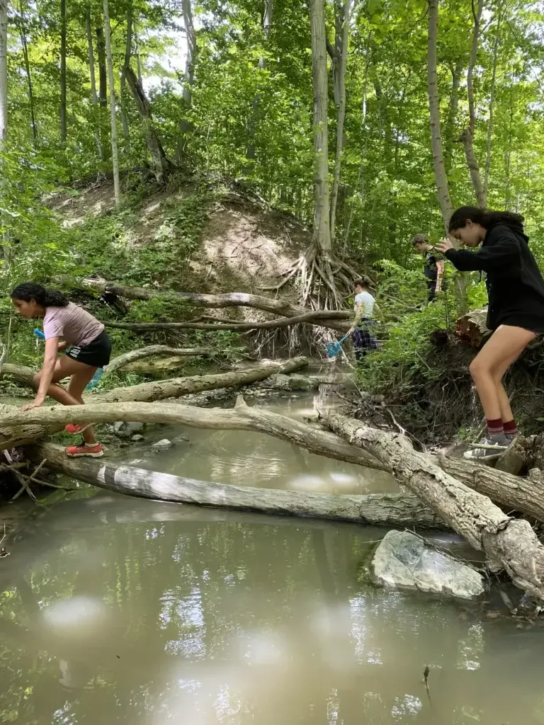 Students using a dip net at the creek edge among the tree roots