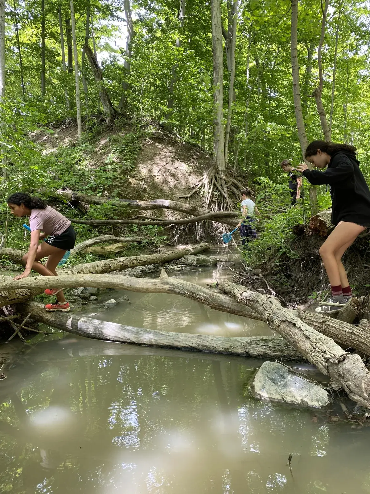Students using a dip net at the creek edge among the tree roots