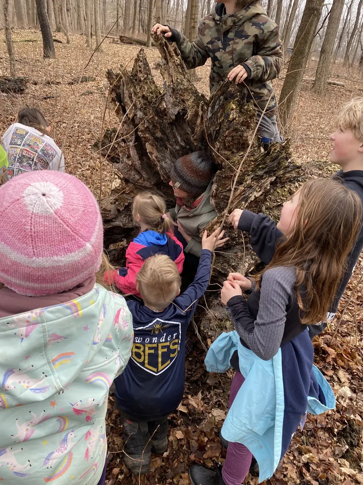 Students gathered closely around a large tree stump, examining its root system